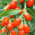 Dried Goji Berry with High Quality From China